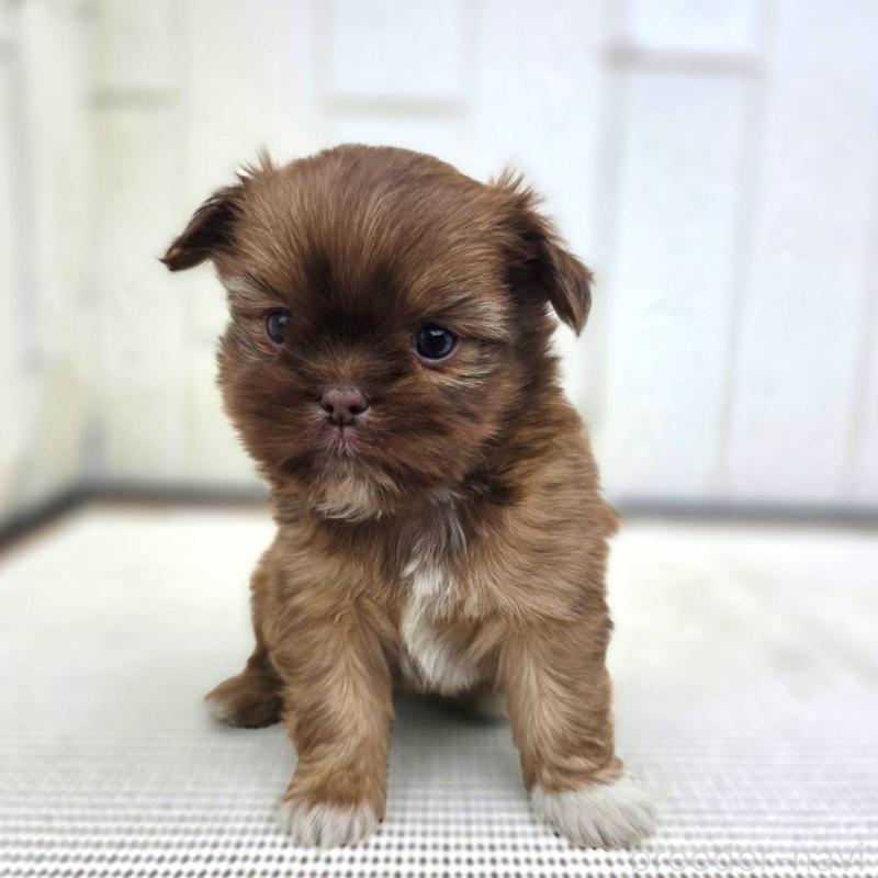 成約済の茨城県のチワズー:チワワ×シーズー-423712の24枚目