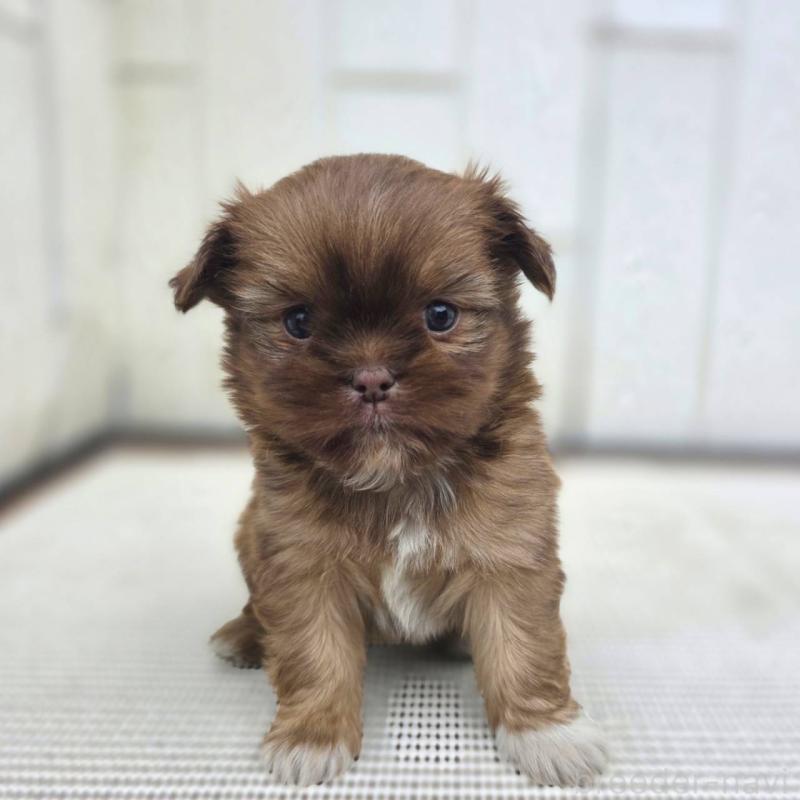 販売中の茨城県のチワズー:チワワ×シーズー-423712