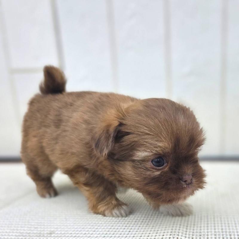 成約済の茨城県のチワズー:チワワ×シーズー-423712の22枚目