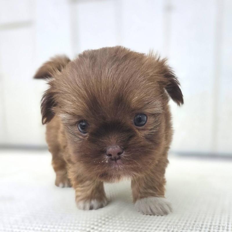 成約済の茨城県のチワズー:チワワ×シーズー-423712の21枚目