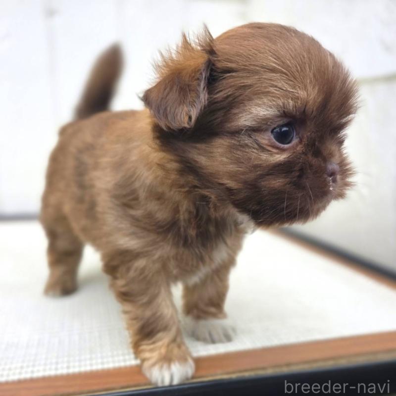 成約済の茨城県のチワズー:チワワ×シーズー-423712の20枚目