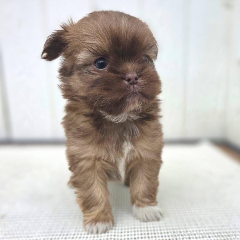 成約済の茨城県のチワズー:チワワ×シーズー-423712の19枚目