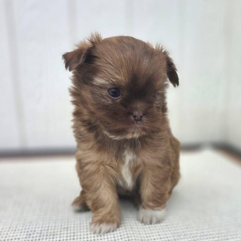 成約済の茨城県のチワズー:チワワ×シーズー-423712の18枚目