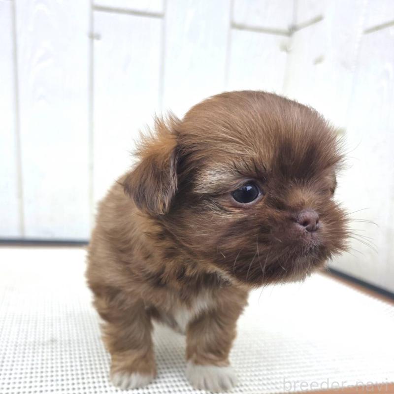 成約済の茨城県のチワズー:チワワ×シーズー-423712の17枚目