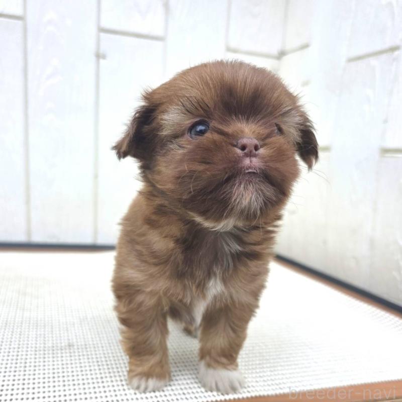 成約済の茨城県のチワズー:チワワ×シーズー-423712の16枚目