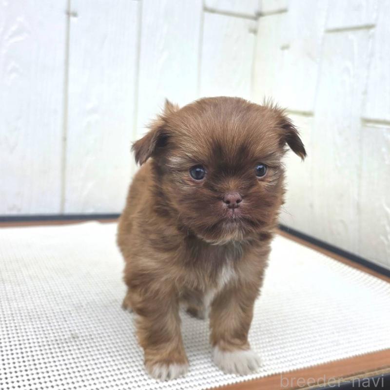 成約済の茨城県のチワズー:チワワ×シーズー-423712の15枚目