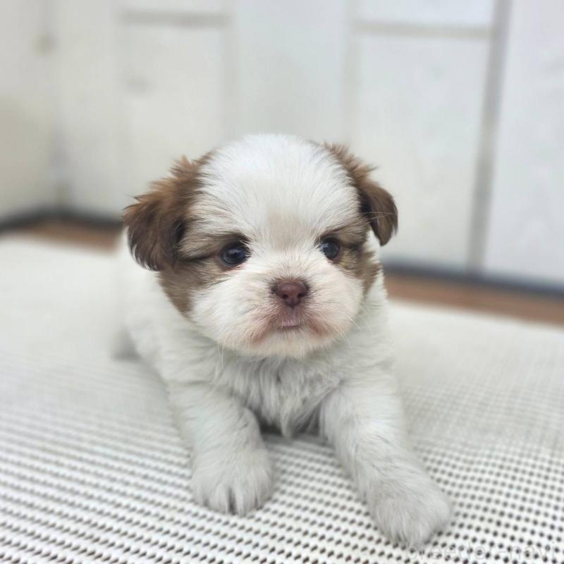 成約済の茨城県のチワズー:チワワ×シーズー-423711の19枚目