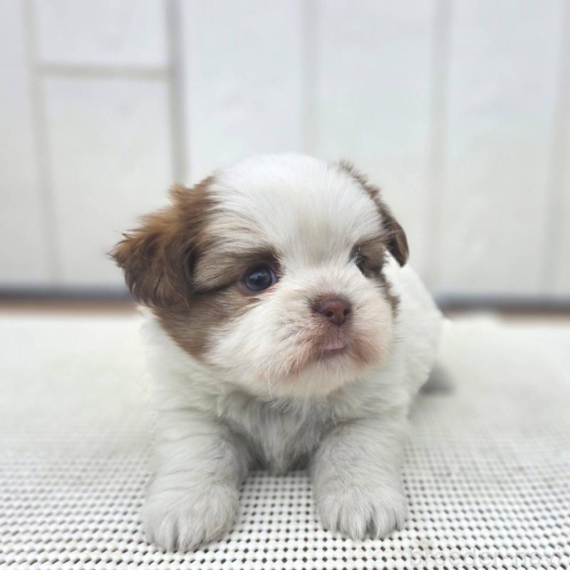 販売中の茨城県のチワズー:チワワ×シーズー-423711