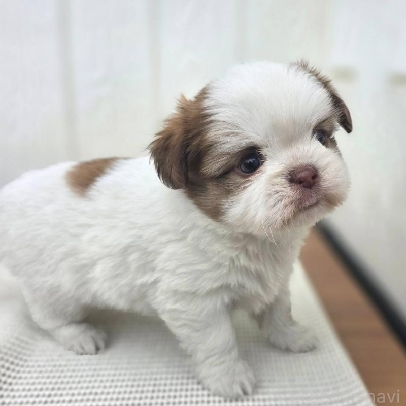 成約済の茨城県のチワズー:チワワ×シーズー-423711の14枚目