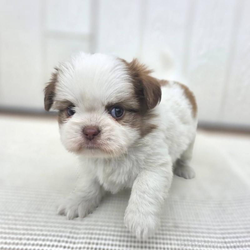 成約済の茨城県のチワズー:チワワ×シーズー-423711の12枚目