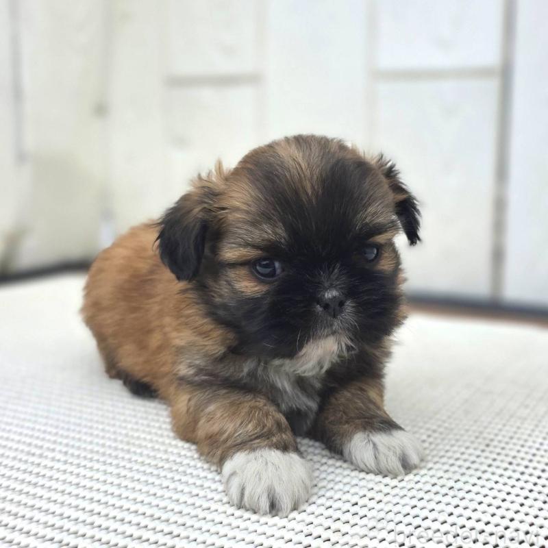 成約済の茨城県のチワズー:チワワ×シーズー-423714の25枚目