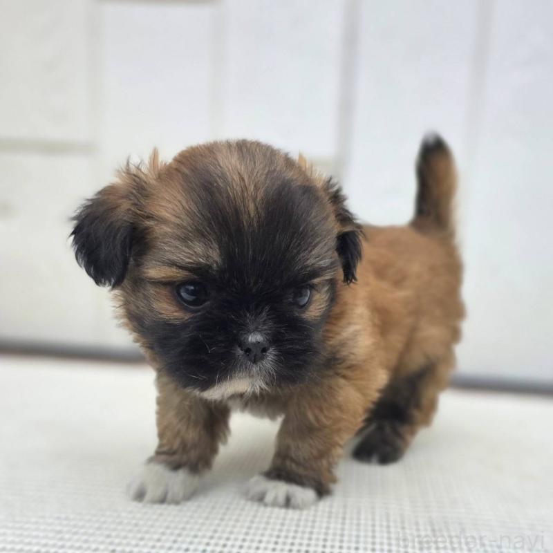 成約済の茨城県のチワズー:チワワ×シーズー-423714の24枚目