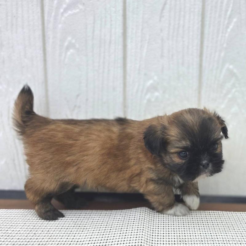 成約済の茨城県のチワズー:チワワ×シーズー-423714の23枚目