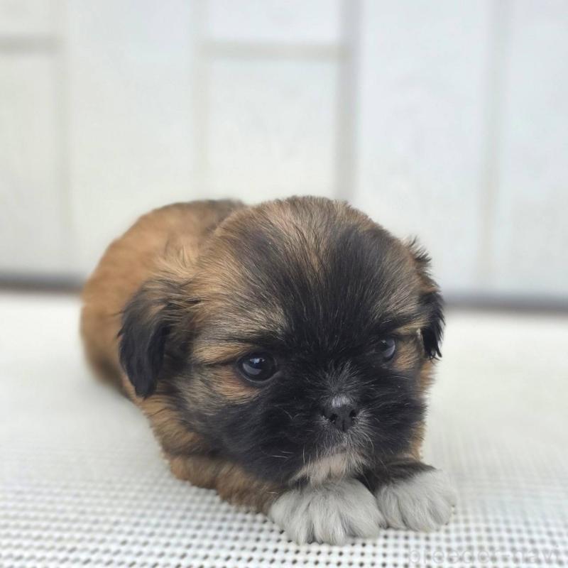 成約済の茨城県のチワズー:チワワ×シーズー-423714の22枚目