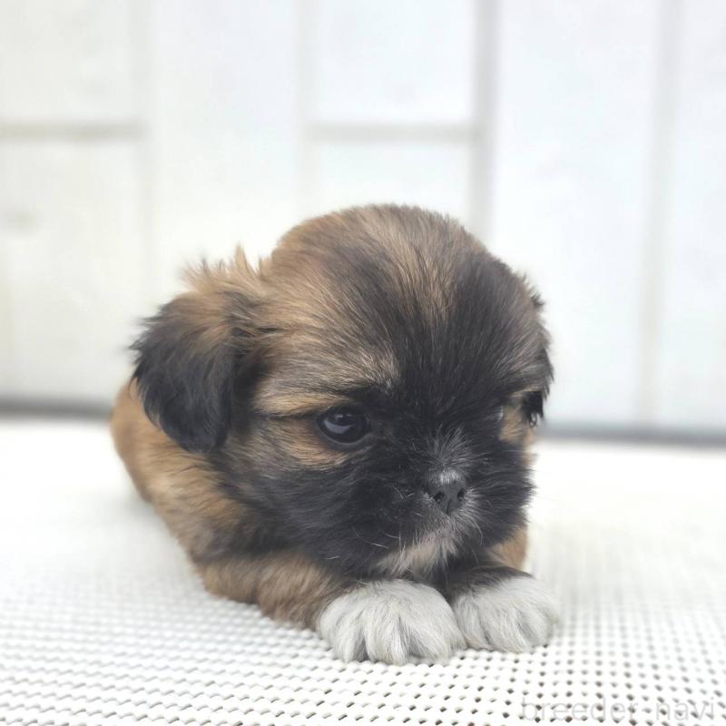 成約済の茨城県のチワズー:チワワ×シーズー-423714の21枚目