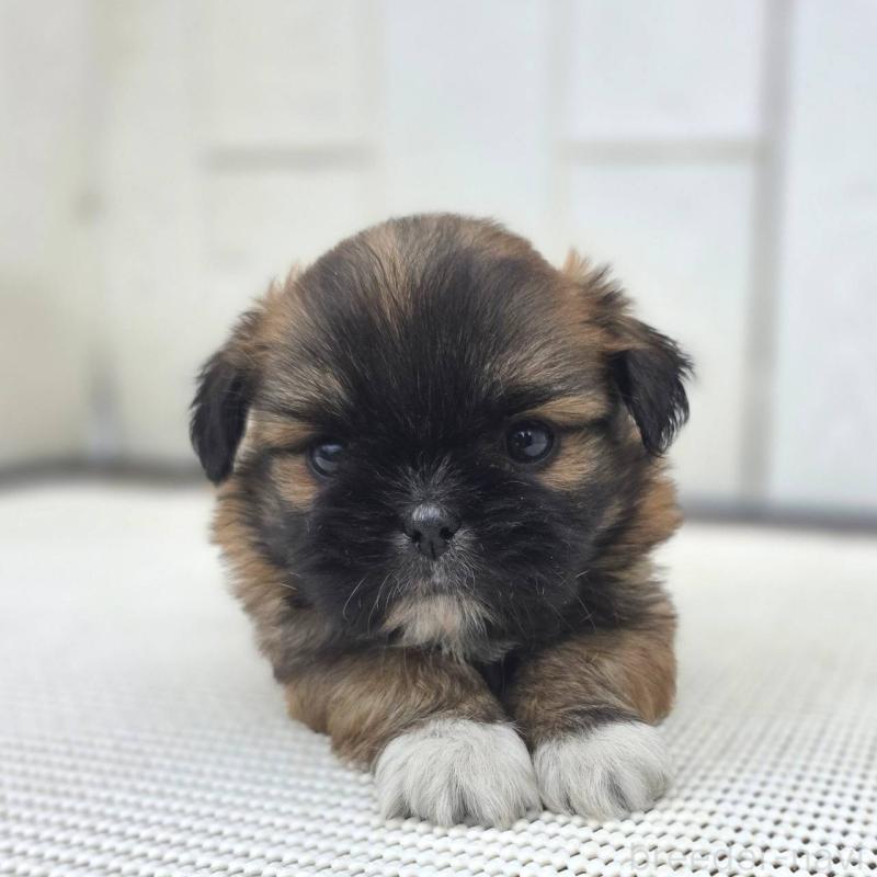 販売中の茨城県のチワズー:チワワ×シーズー-423714