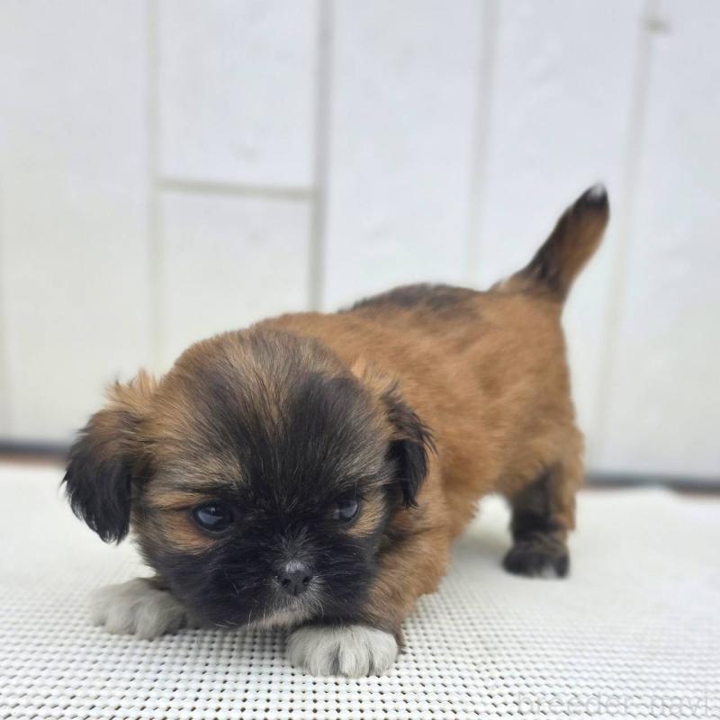 成約済の茨城県のチワズー:チワワ×シーズー-423714の19枚目