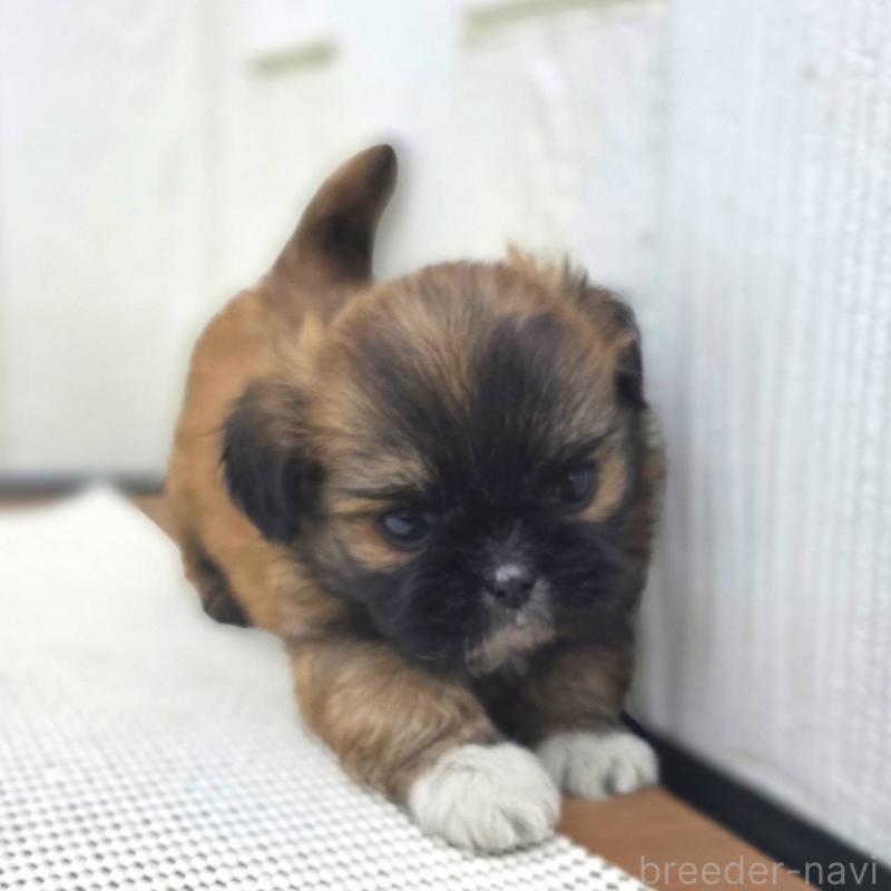 成約済の茨城県のチワズー:チワワ×シーズー-423714の18枚目