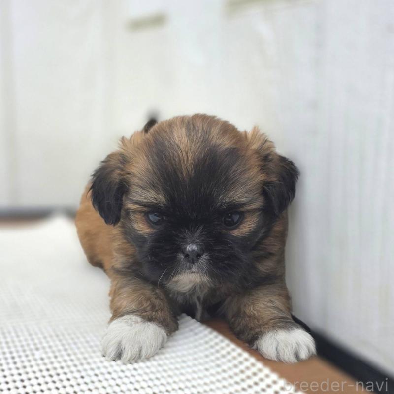 成約済の茨城県のチワズー:チワワ×シーズー-423714の17枚目