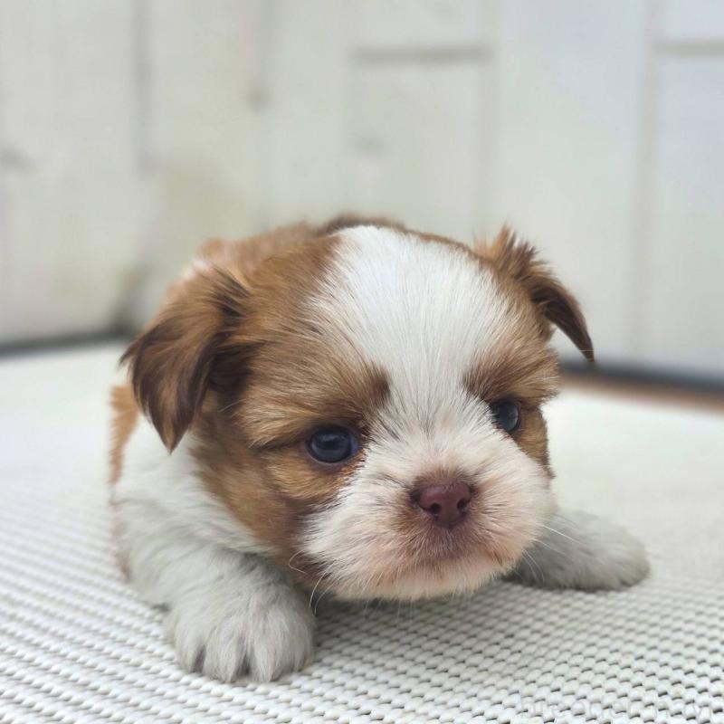 販売中の茨城県のチワズー:チワワ×シーズー-423713