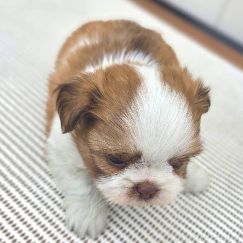 成約済の茨城県のチワズー:チワワ×シーズー-423713の23枚目