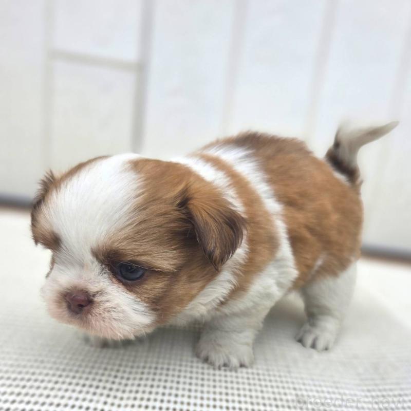 成約済の茨城県のチワズー:チワワ×シーズー-423713の22枚目