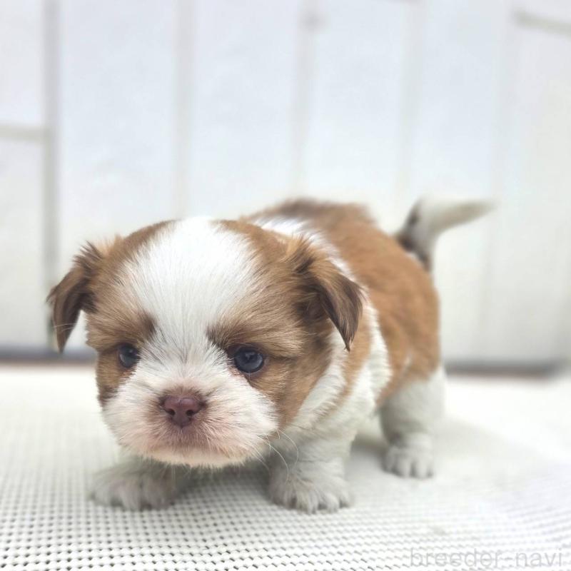 成約済の茨城県のチワズー:チワワ×シーズー-423713の21枚目