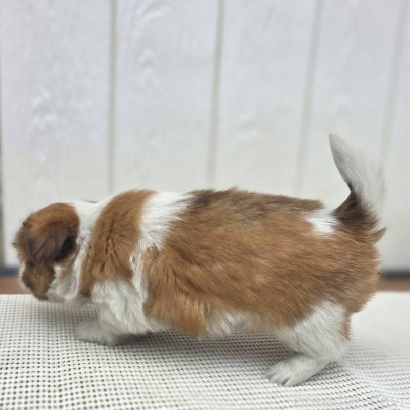 成約済の茨城県のチワズー:チワワ×シーズー-423713の20枚目