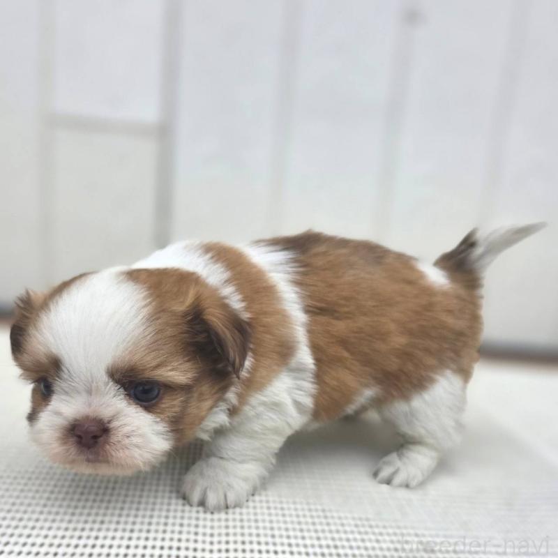 成約済の茨城県のチワズー:チワワ×シーズー-423713の19枚目