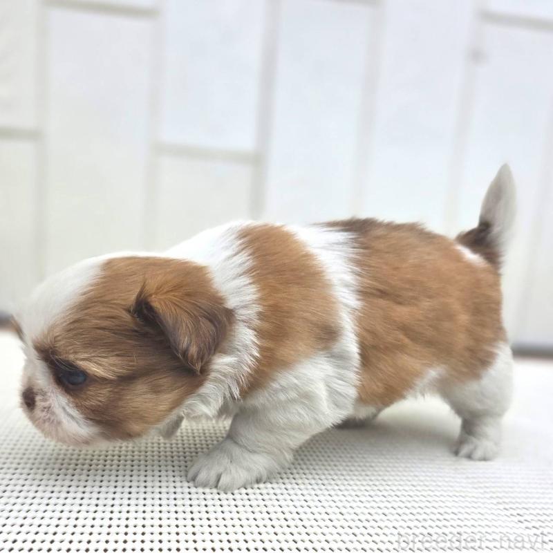 成約済の茨城県のチワズー:チワワ×シーズー-423713の18枚目