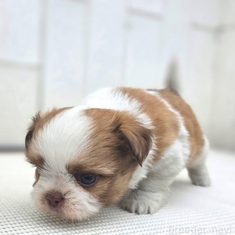 成約済の茨城県のチワズー:チワワ×シーズー-423713の17枚目