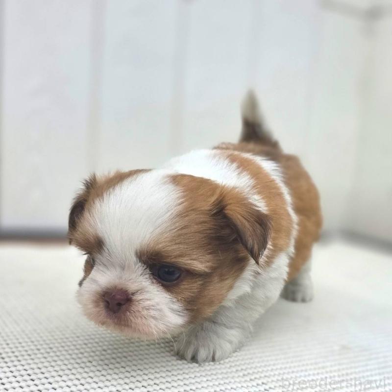 成約済の茨城県のチワズー:チワワ×シーズー-423713の16枚目