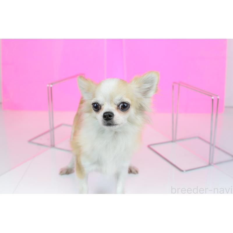 販売中の愛知県のチワワ(ロングコート)-426398の9枚目