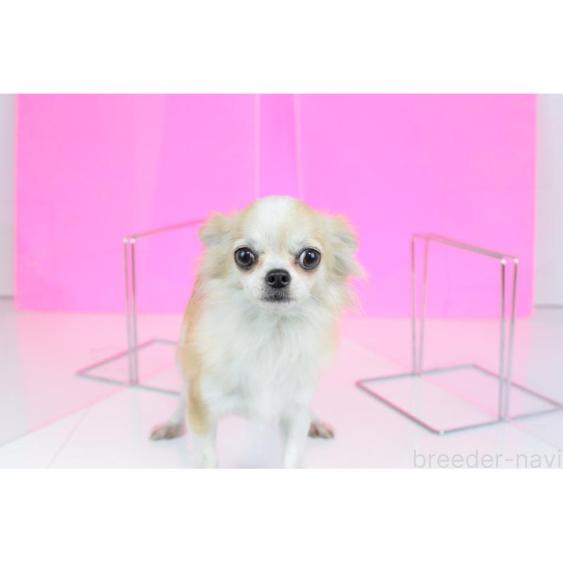 販売中の愛知県のチワワ(ロングコート)-426398の8枚目