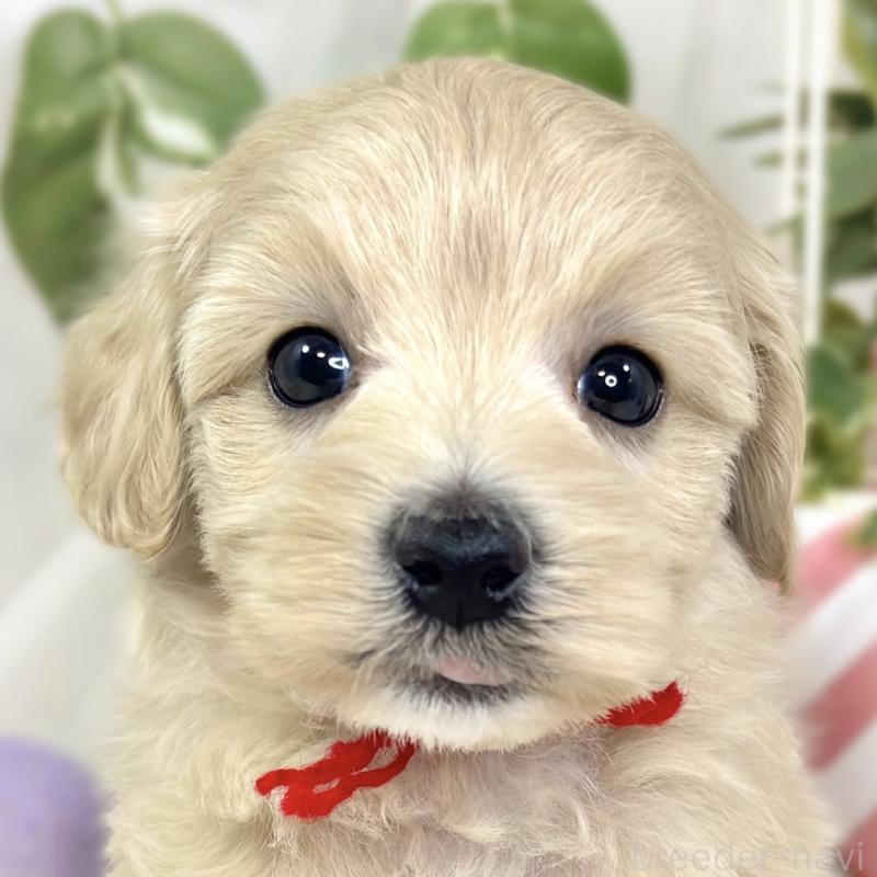 販売中の滋賀県のマルプー:マルチーズ×トイプードル-426399の1枚目