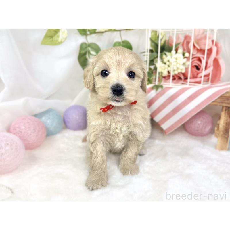 販売中の滋賀県のマルプー:マルチーズ×トイプードル-426399の4枚目