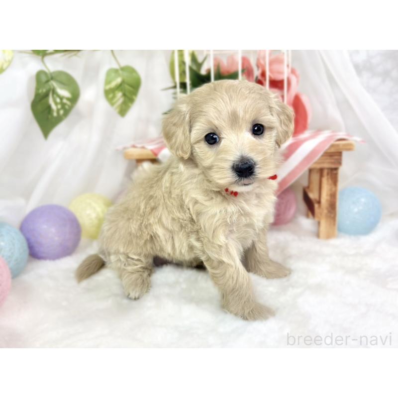 販売中の滋賀県のマルプー:マルチーズ×トイプードル-426399の3枚目