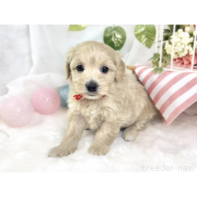 販売中の滋賀県のマルプー:マルチーズ×トイプードル-426399の2枚目