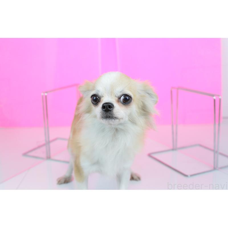 販売中の愛知県のチワワ(ロングコート)-426398の5枚目