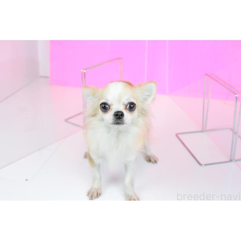 販売中の愛知県のチワワ(ロングコート)-426398の4枚目