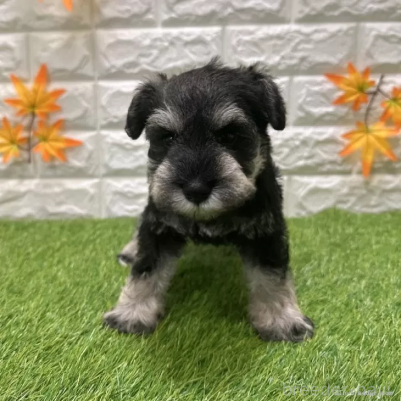 販売中の愛知県のミニチュアシュナウザー-426401の1枚目