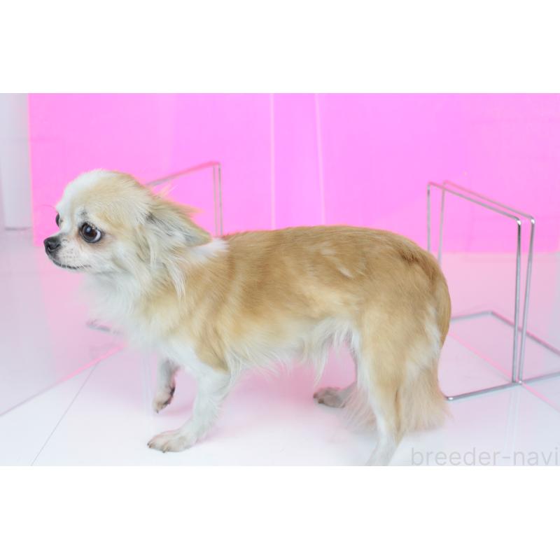 販売中の愛知県のチワワ(ロングコート)-426398の2枚目