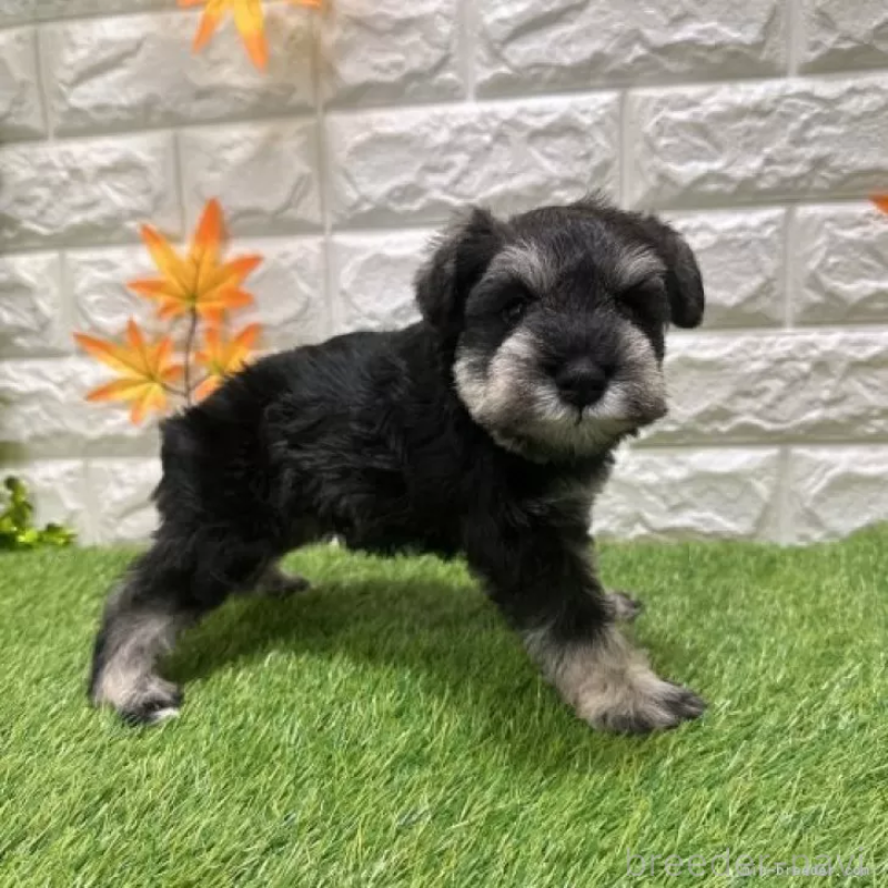 販売中の愛知県のミニチュアシュナウザー-426401の5枚目