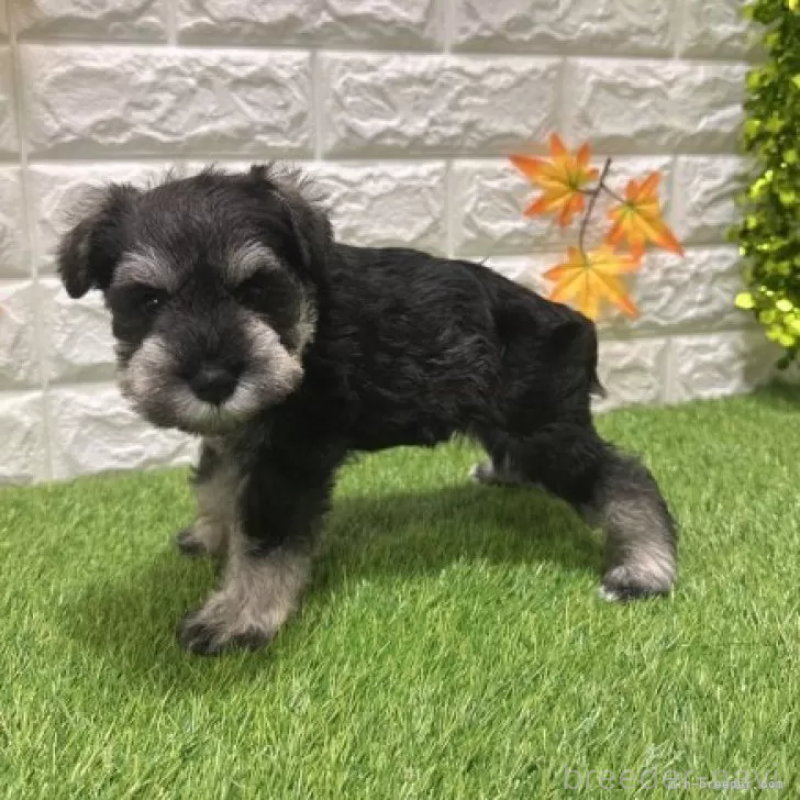 販売中の愛知県のミニチュアシュナウザー-426401の4枚目