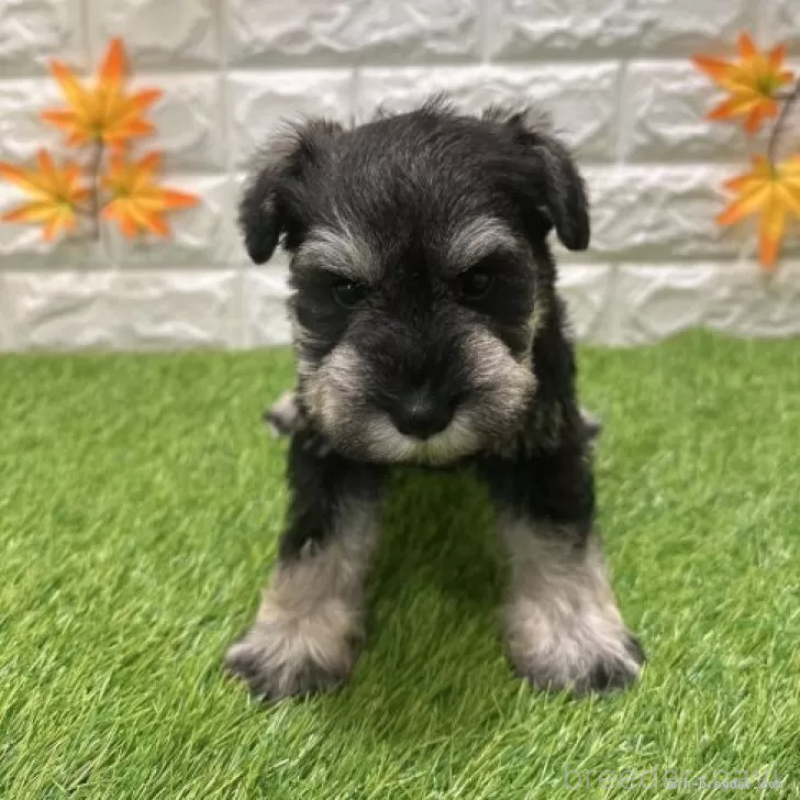 販売中の愛知県のミニチュアシュナウザー-426401の3枚目