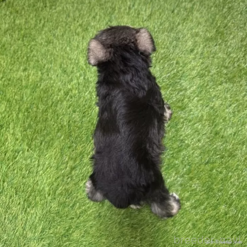 販売中の愛知県のミニチュアシュナウザー-426401の2枚目