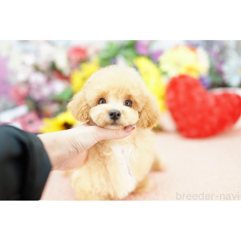 販売中の埼玉県のビションプー:ビションフリーゼ×トイプードル-426400の4枚目