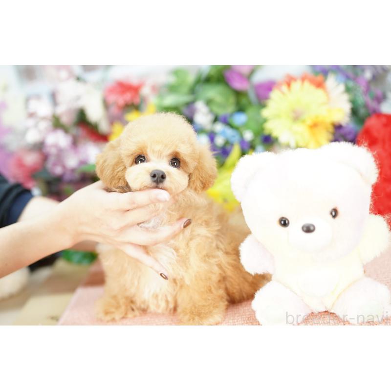 販売中の埼玉県のビションプー:ビションフリーゼ×トイプードル-426400の3枚目