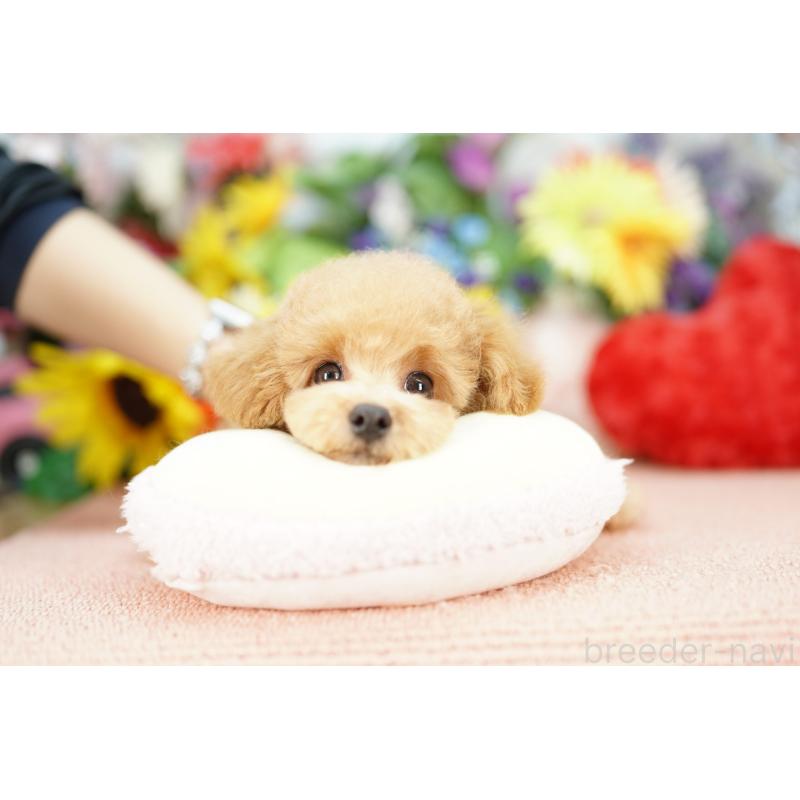 販売中の埼玉県のビションプー:ビションフリーゼ×トイプードル-426400の2枚目