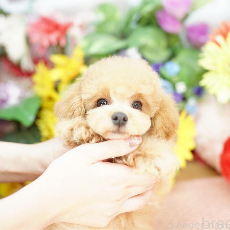 販売中の埼玉県のビションプー:ビションフリーゼ×トイプードル-426400の1枚目